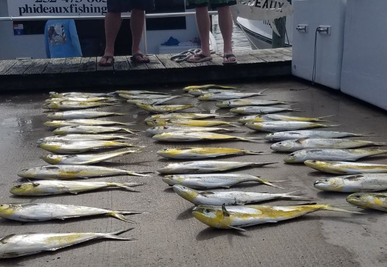Mahi 
