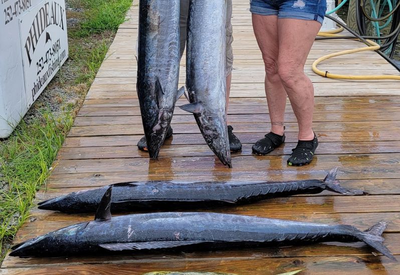 Fun fish! Wahoo