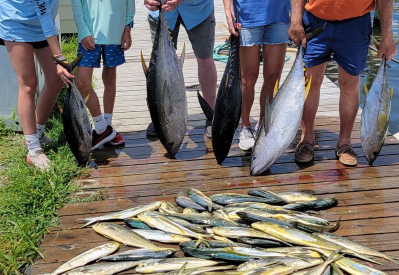 Mahi, tuna and sharks