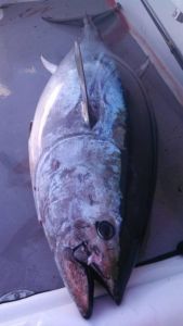Phideaux Fishing Charters Outer Banks photo