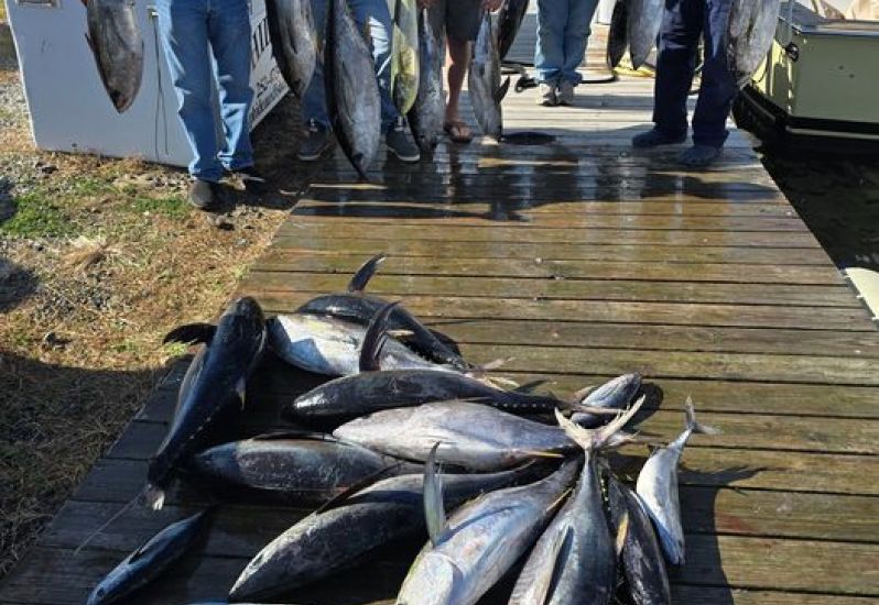 blackfin