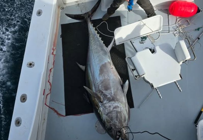 Big tuna 