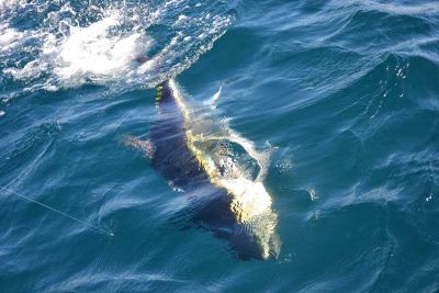 Phideaux Fishing Charters Outer Banks photo