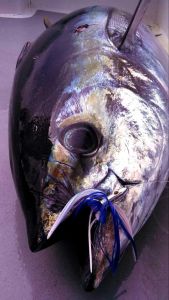 Phideaux Fishing Charters Outer Banks photo