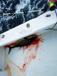 Phideaux Fishing Charters Outer Banks photo