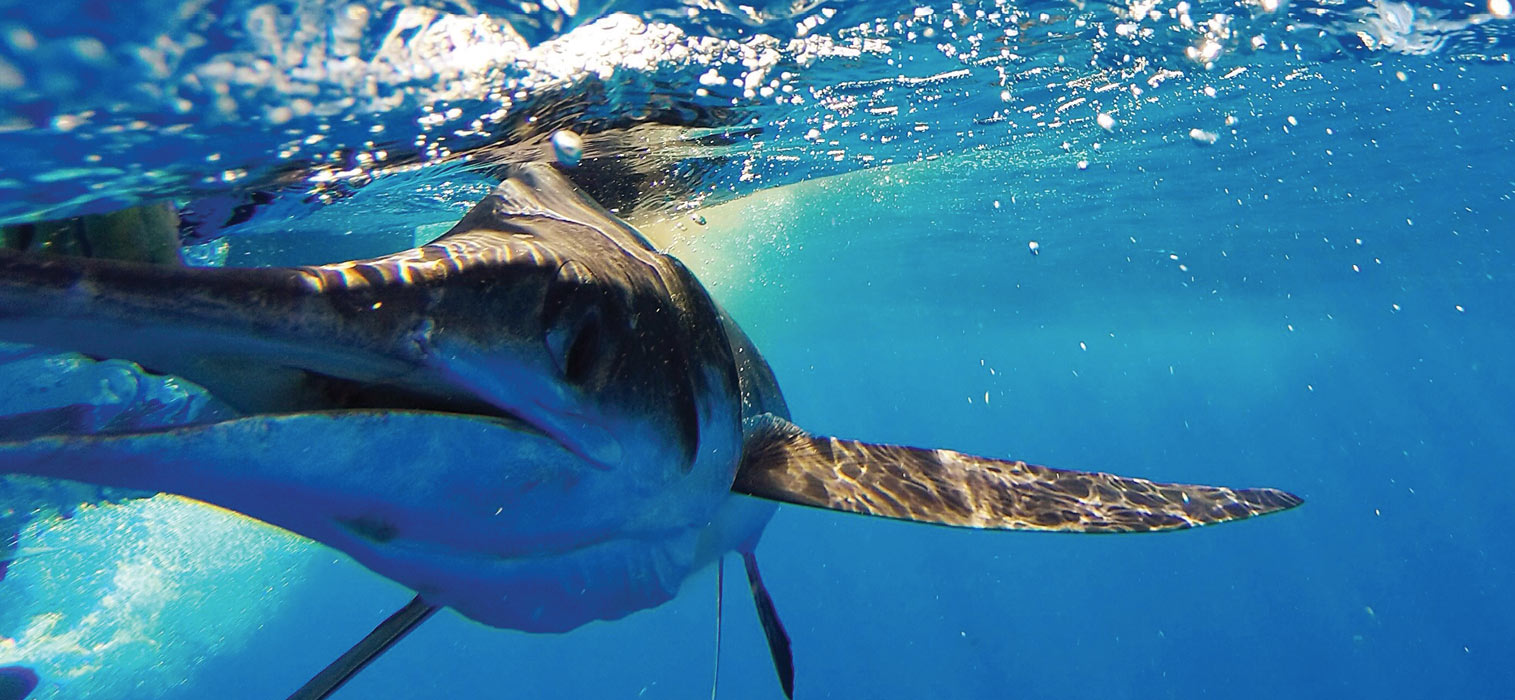 Phideaux Fishing Charters Outer Banks